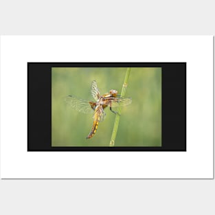 Broad-bodied Chaser female side view Posters and Art